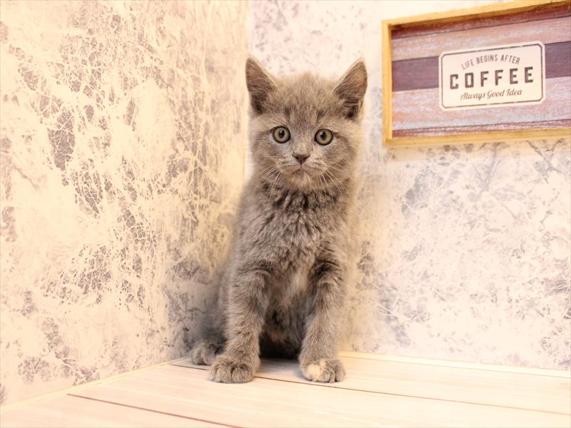 ネコ - 三浦店 | ペッツワン